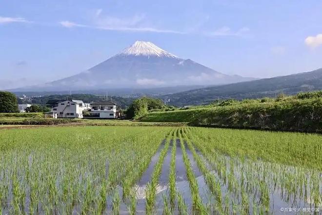 斤米飙至4335日元中国陈米成救命稻草pg电子模拟器一碗米饭难倒日本人！5公(图12)