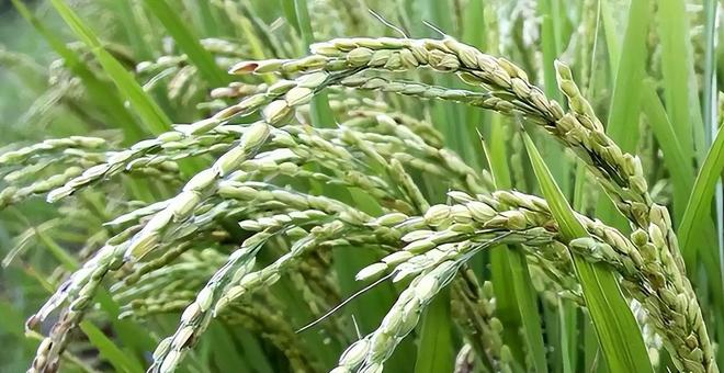 斤米飙至4335日元中国陈米成救命稻草pg电子模拟器一碗米饭难倒日本人！5公(图17)